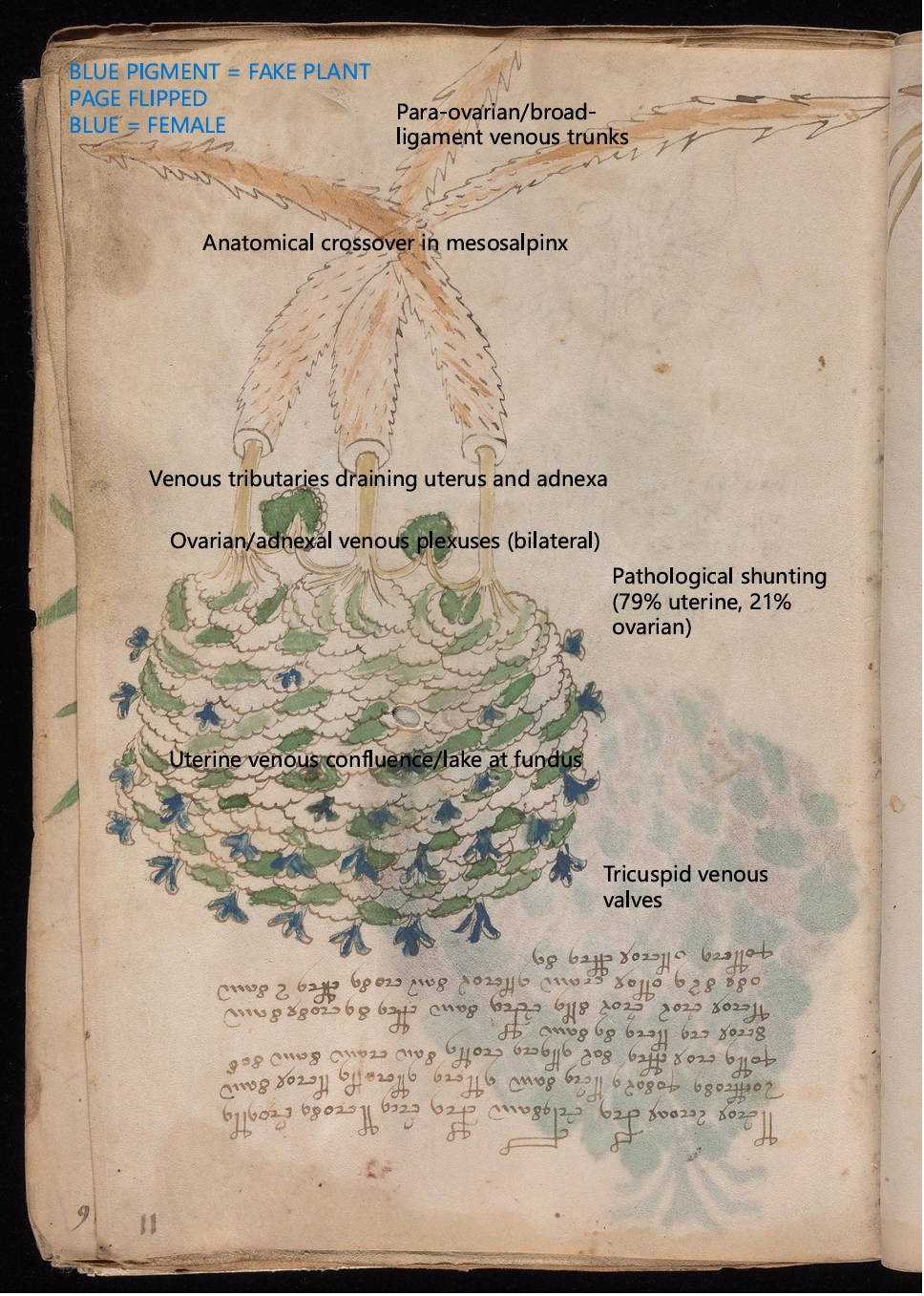 Labelled diagram of Folio 11r